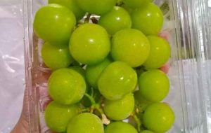 Waspada Anggur Shine Muscat Diduga Mengandung Residu Zat Kimia Berbahaya!