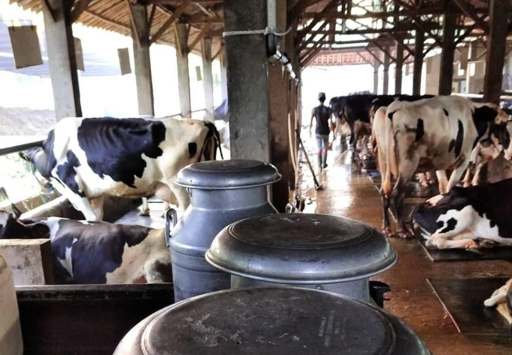 Nasib Merana Peternak Sapi Perah, Akibat Impor Susu!