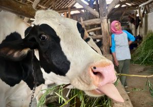 Peternak Sapi Perah Lembang Khawatir Impor Susu Membuat Semakin Terpuruk!