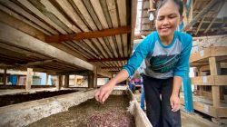 Kisah Inspiratif Limbah Kotoran Sapi untuk Budidaya Cacing, Hasilkan Cuan Melimpah