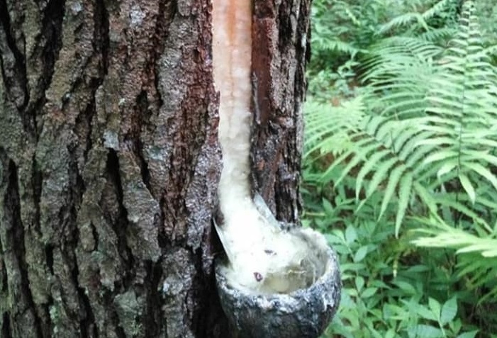 Keberadaan getah pohon Pinus yang ada di kawasan konservasi Taman Buru Masigit Kareumbi sudah seharusnya mendapatkan pengawasan ketat