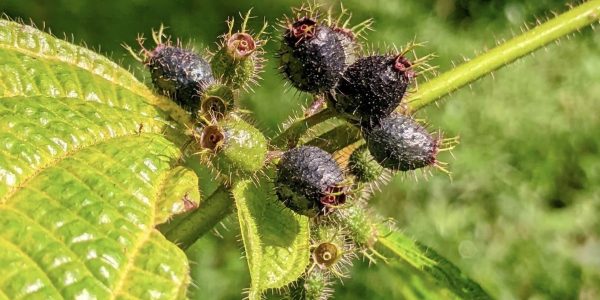 Tanaman harendong sangat mudah ditemukan terutama di kawasan perkampungan. Nama lain dari tumbuhan ini adalah buah Tamaga.