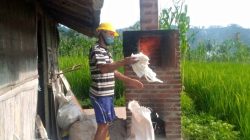 Menteri LH Larang Penggunaan Incinerator Skala Kecil, Ini Alasanya!